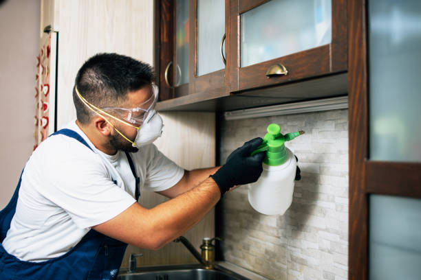 Best Flea Control Services  in Highfill, AR