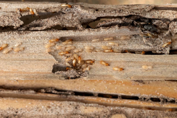 Best Wildlife Control Services  in Highfill, AR