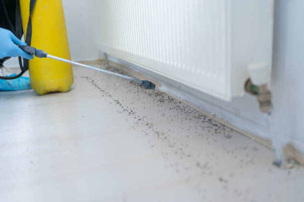 Best Rat Extermination Near Me  in Highfill, AR